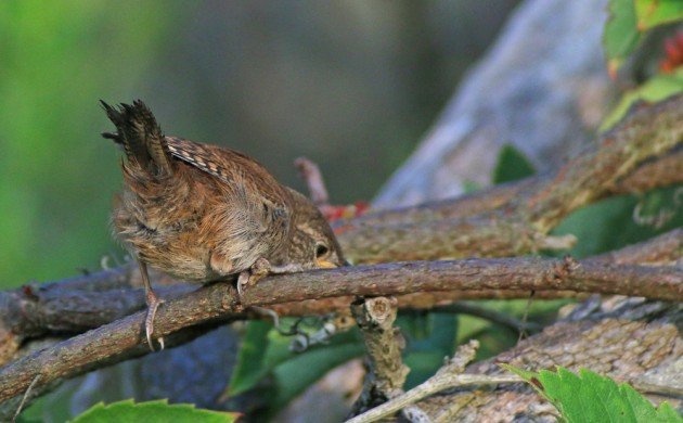 House Wren fledgling getting curious