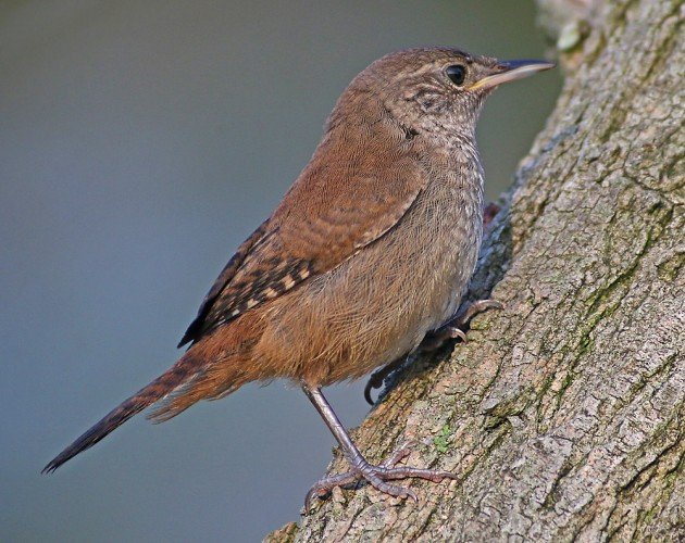 House Wren fledgling in Queens