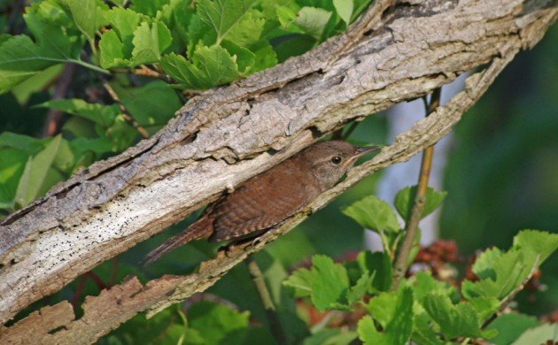 House Wren fledgling in a jam