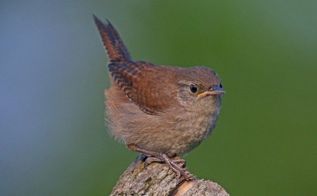 House Wren fledgling perched perfectly