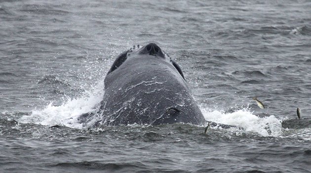 Humpback Whale in New York