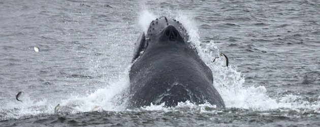 Humpback Whale lunge-feeding
