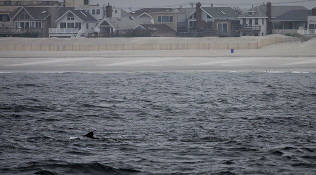 Humpback Whale with Long Beach in background