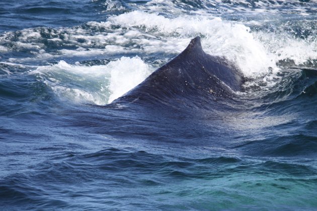 Humpback Whale Megaptera novaeangliae