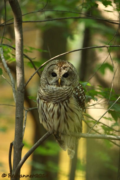 IAD 06Aug14 Barred Owl 03