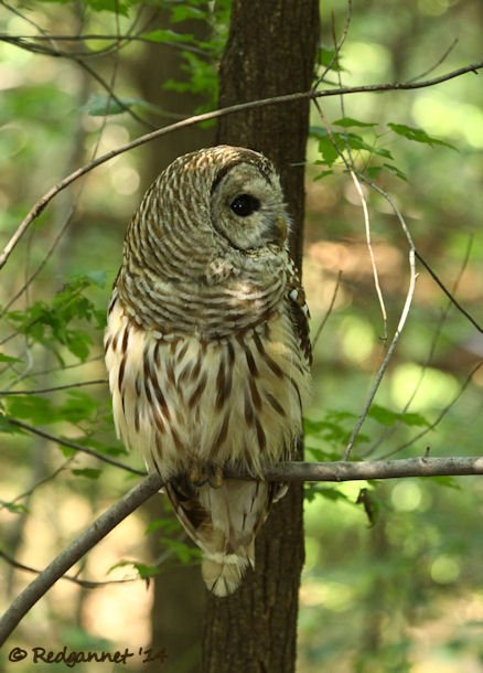 IAD 06Aug14 Barred Owl 12