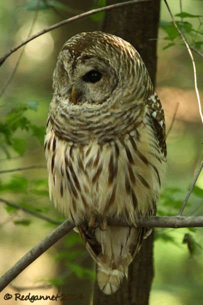 IAD 06Aug14 Barred Owl 15