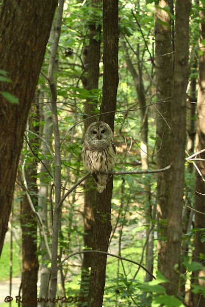 IAD 06Aug14 Barred Owl 17