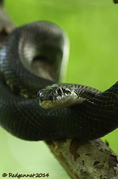 IAD 06Aug14 Rat Snake 09