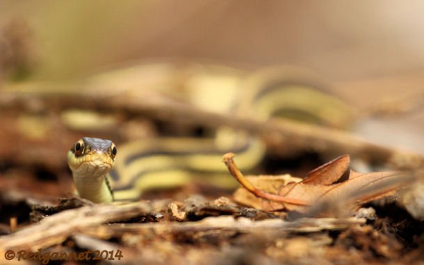 IAH 08Nov14 Gulf Ribbon Snake 02