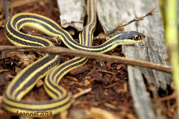 IAH 08Nov14 Gulf Ribbon Snake 08