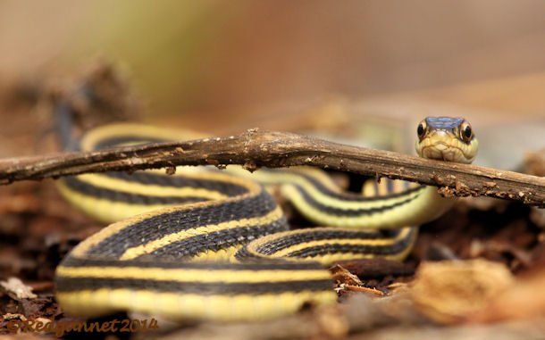 IAH 08Nov14 Gulf Ribbon Snake 10