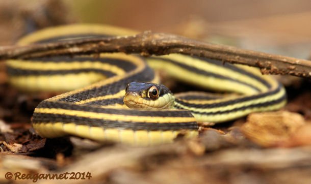 IAH 08Nov14 Gulf Ribbon Snake 11