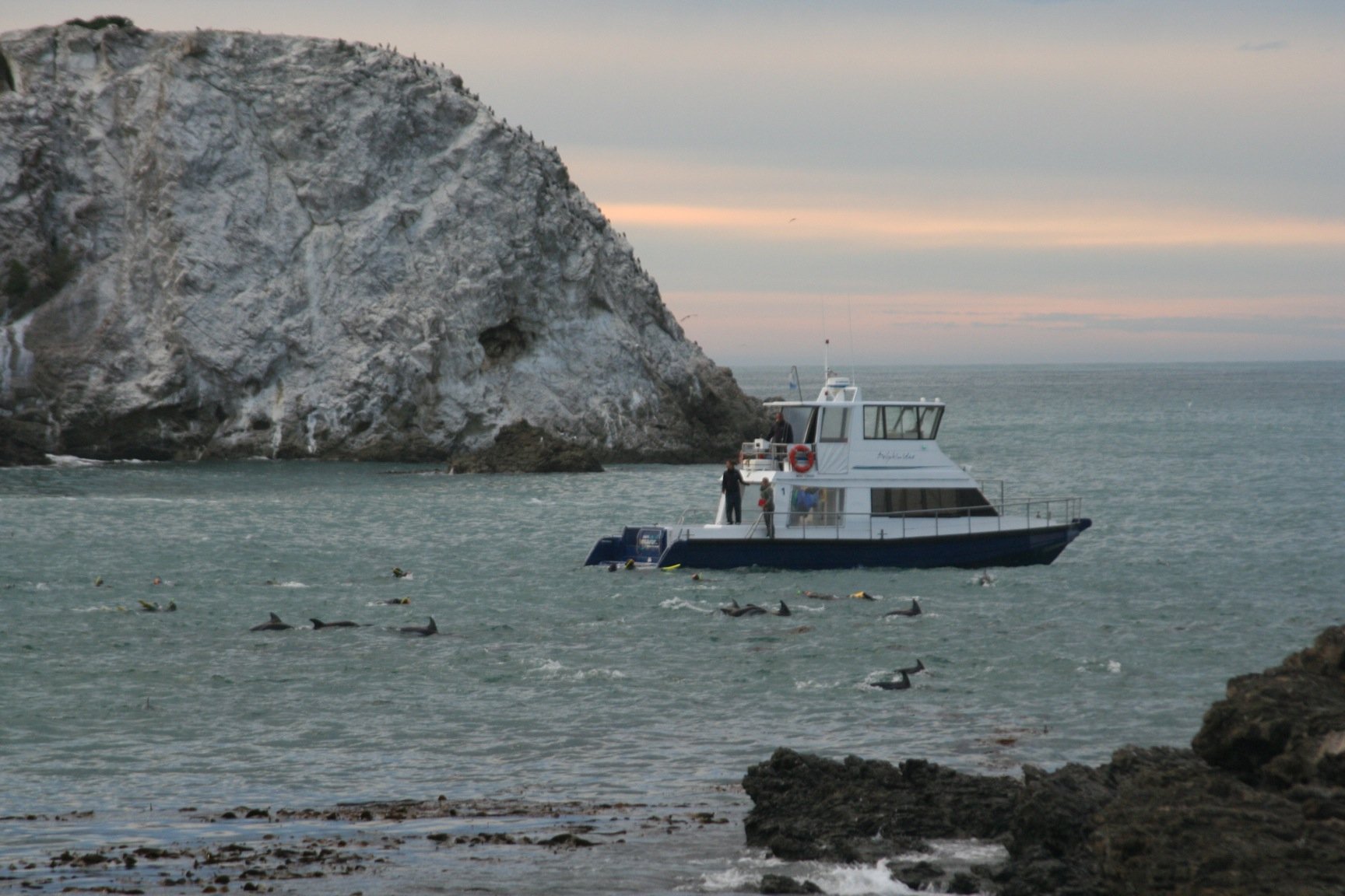 Kaikoura dolphins