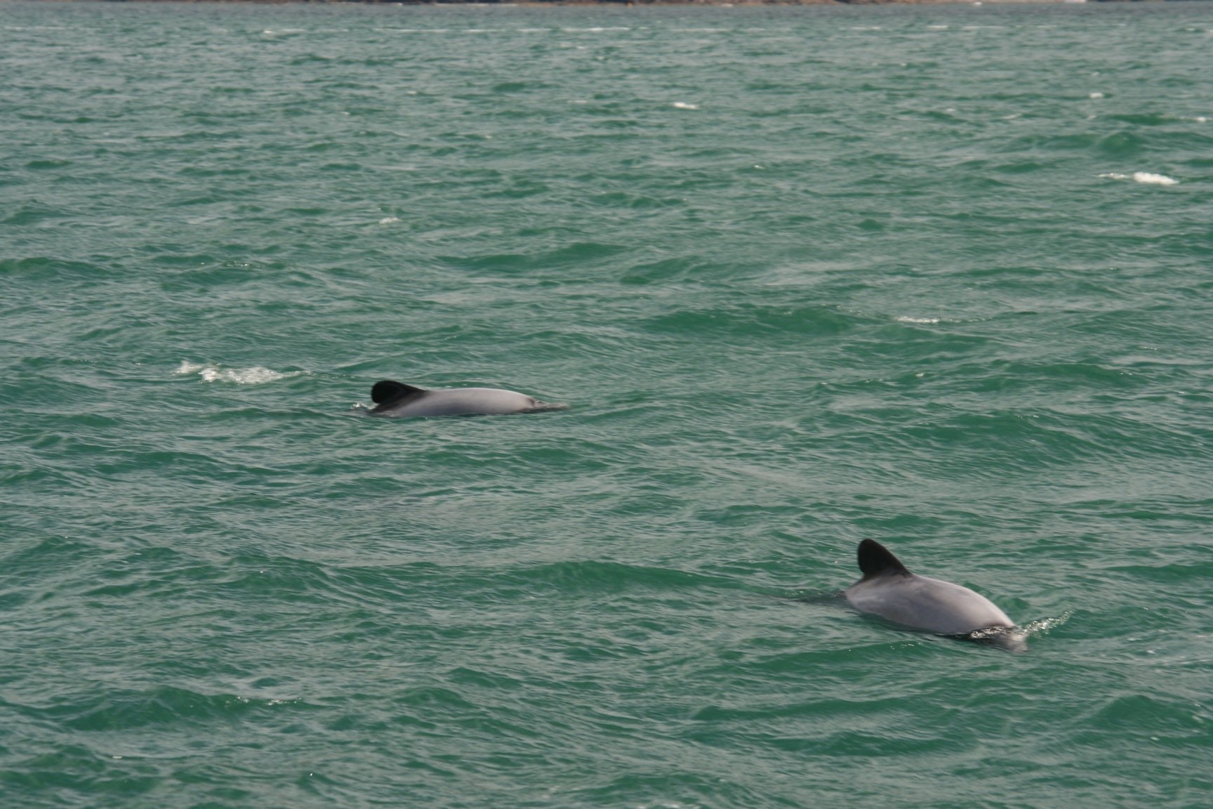 Hector's Dolphins