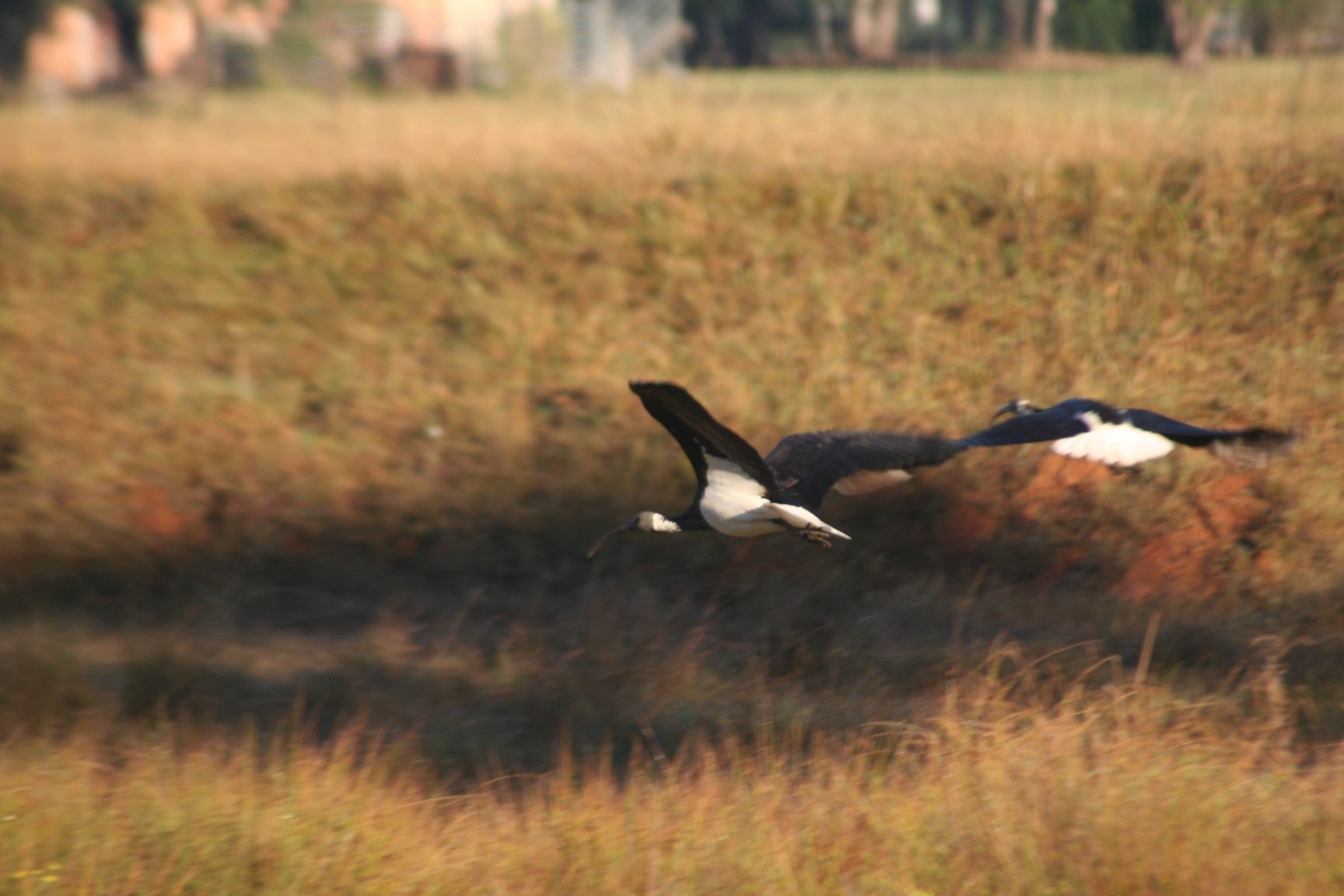 Straw-necked Ibis 2