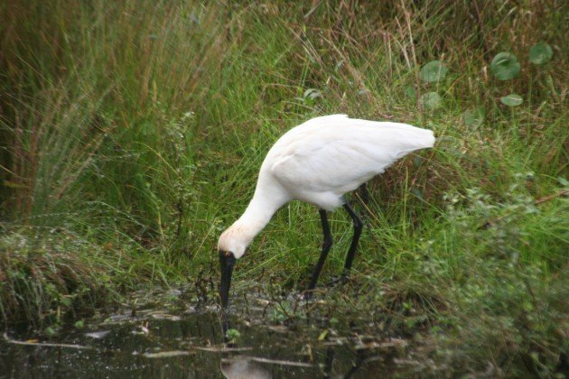 Royal Spoonbill