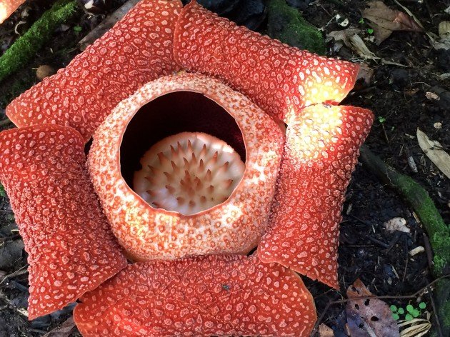 Rafflesia arnoldi 2 days