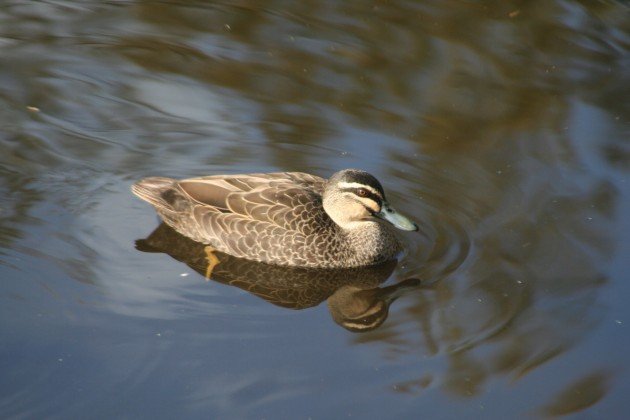 Grey Duck