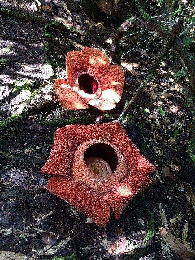two rafflesia