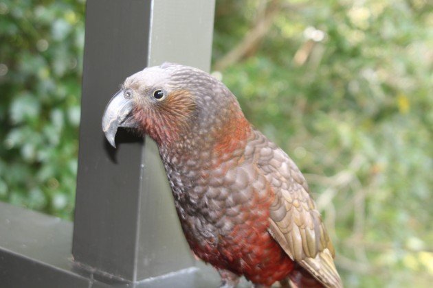 North Island Kaka