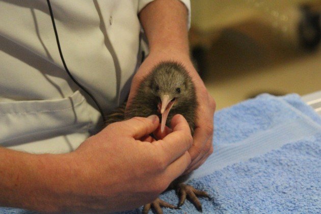 North Island Brown Kiwi Chick feeding