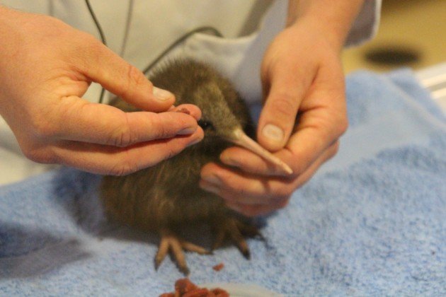 kiwi chick