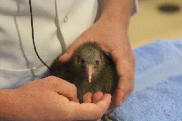 kiwi