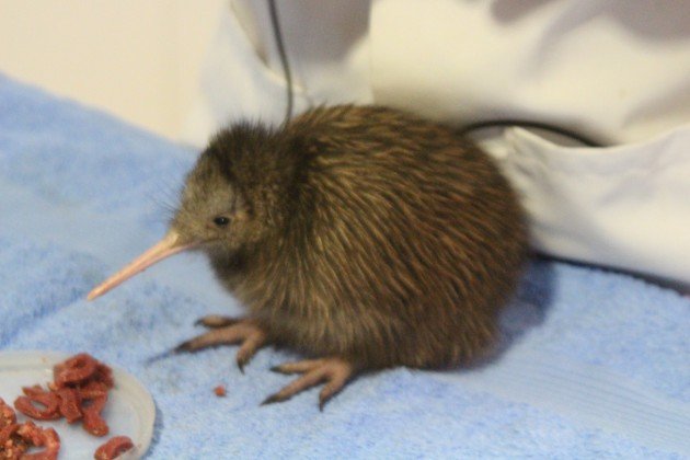 NI Brown Kiwi