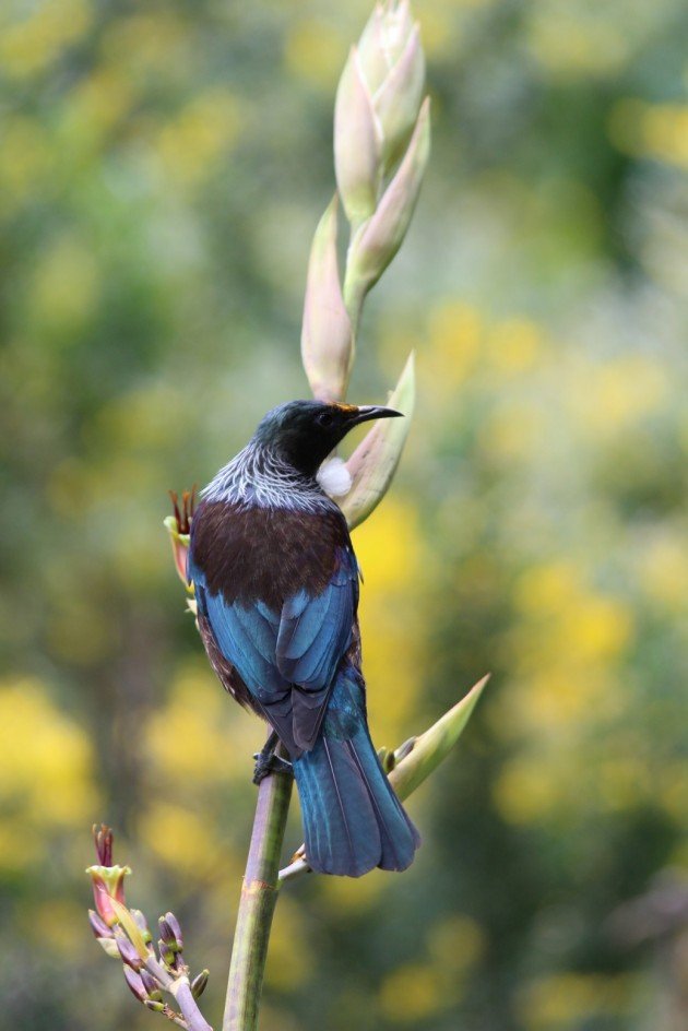 Tui on Flax