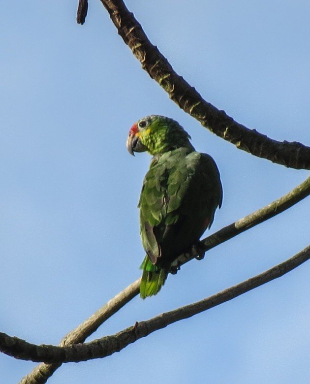 belize, birding