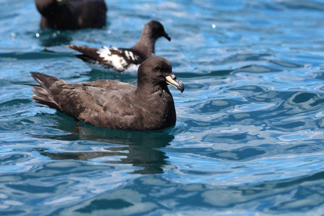 Westland Petrel