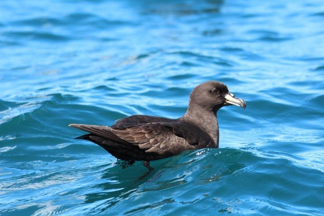 westland petrel