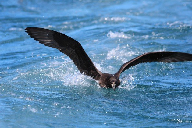 westland petrel landing