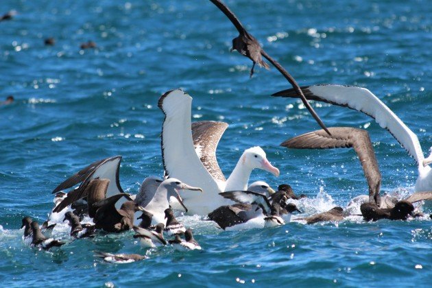 Scrum of seabirds