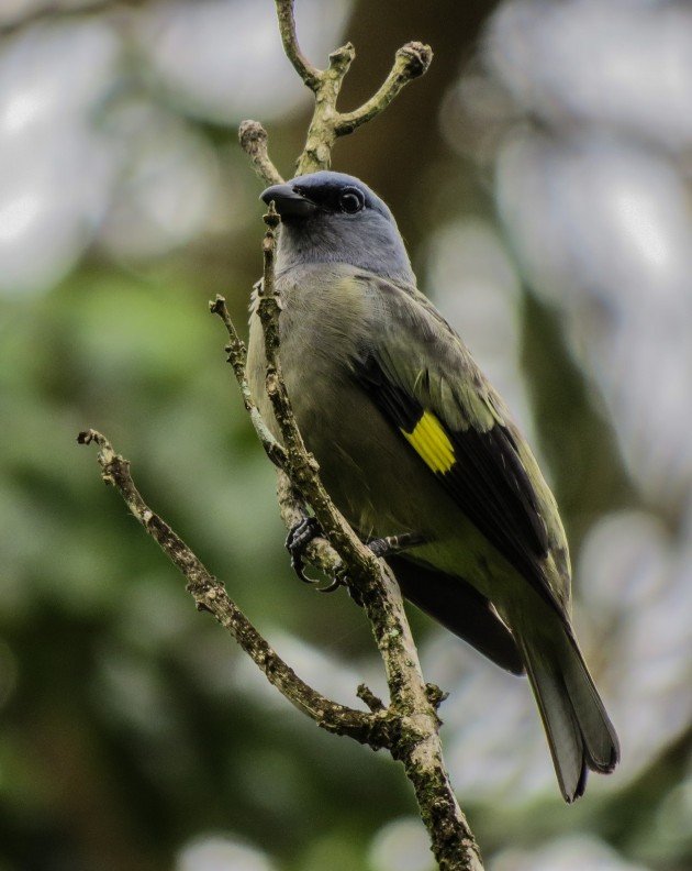 birding, belize