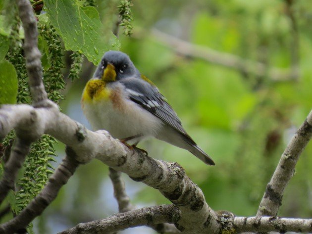 northern parula