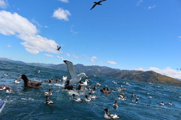 Kaikoura pelagic