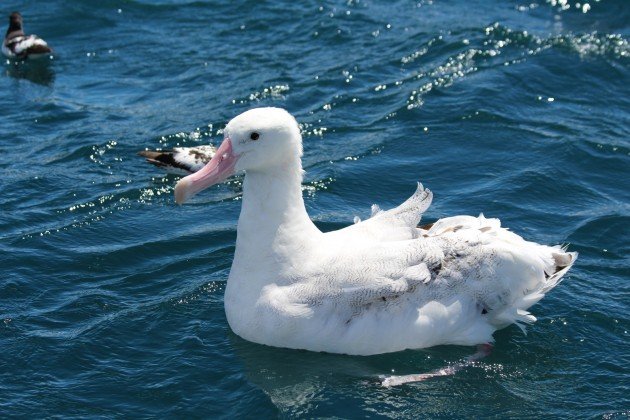 Old albatross