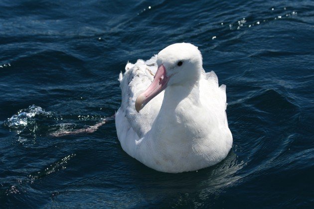 mystery albatross