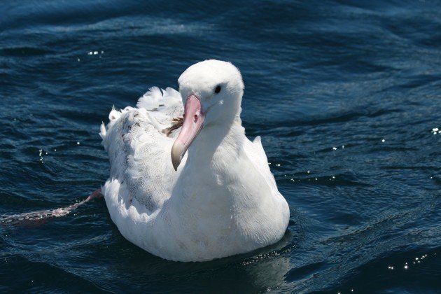 Snowy Albatross?