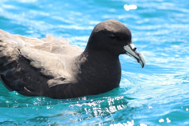 White-chinned Petrel