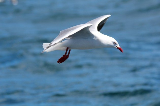 red billed gull