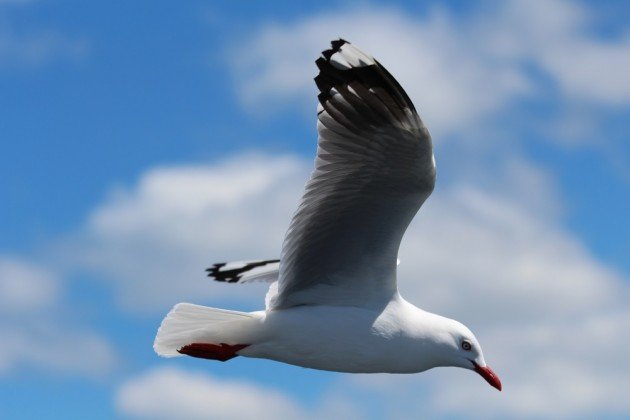 silver gull