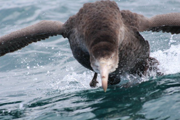 giant petrel running