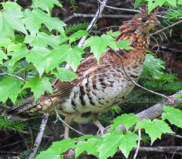 ruffed grouse