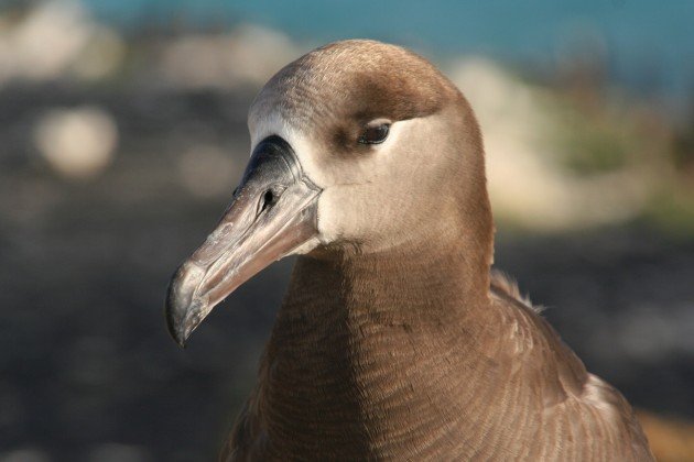 Black-footed Albatross