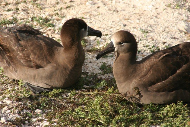 black-footed albatross pair