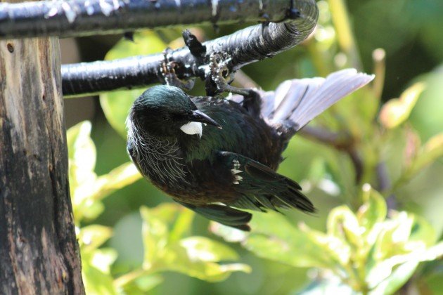 Tui feeding