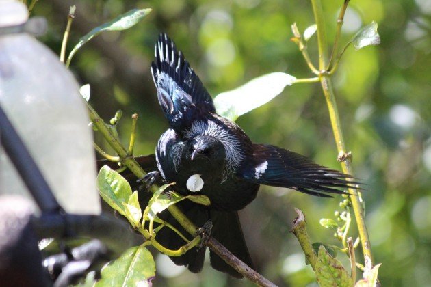 Tui wings